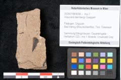 Foto (Objekt + Etikett) von Araucaria sternbergii Goeppert (NHMW-GEO-2024-0188-8286)